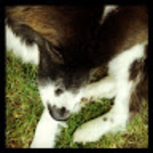 Meet your Posher, Ali